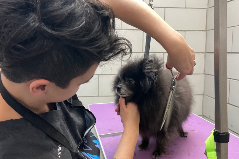 Dog & Cat Grooming in Flower Mound, TX